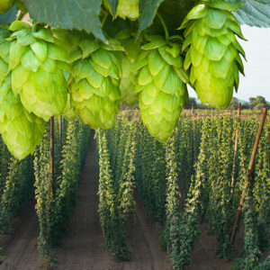 detail of hop cones in the hop field
